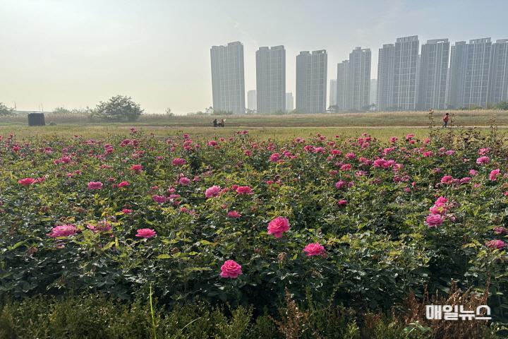 장미원_현장사진0.jpg