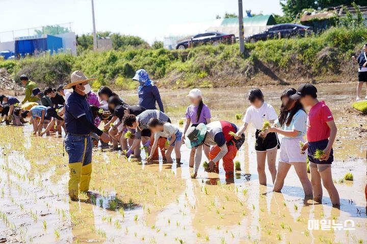 계양교육혁신지구, 2월 21일까지 ‘1동 1교 하모니 사업’ 공모 ⓒ 계양구 0122 계양교육혁신지구, 2월 21일까지 ‘1동 1교 하모니 사업’ 공모(지난해 1동 1교 하모니 사업으로 계양초등학교 학생들이 계양1동주민자치회와 함께 벼농사 체험을 하고 있는 모습 (1)01.jpg