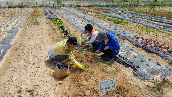 인천환경공단 운북사업소 주말농장 전경