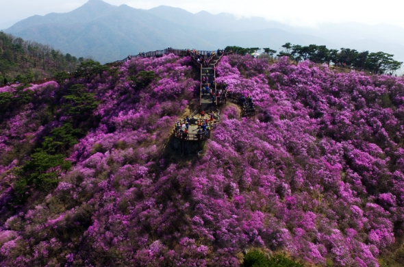 고려산 진달래