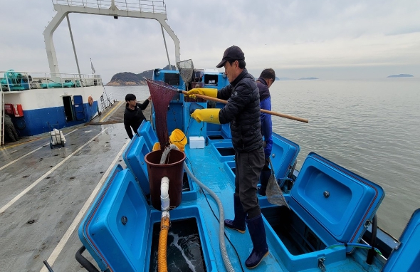 옹진군, 덕적․자월 연안해역에 넙치 45만마리 방류